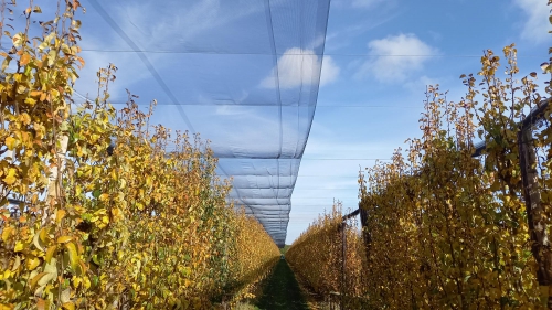 Fruit Security introduceert nieuw zwart hagelnet met levensduur van 25 jaar